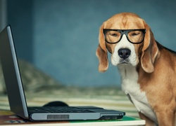Pies, Gończy, Szwajcarski, Okulary, Laptop