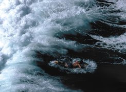 Windsurfing,deska,   morze,fala