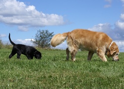 Labrador Retriever, Łąka