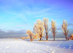 Zima, Oszronione, Drzewa