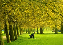 Park, Alejki, Drzewa, Ludzie, Ławka, Mężczyzna, Wiosna