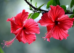 Kwiaty, Hibiskus