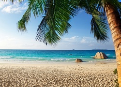 Ocean, Plaża, Palma, Tropiki