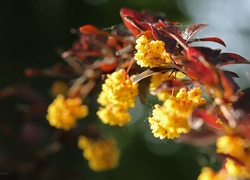 Berberys Thunberga, Krzew, Żółte, Kwiaty