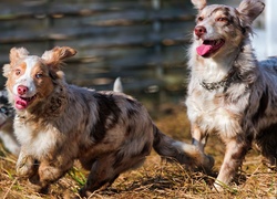 Owczarki australijskie, Australian shepherd