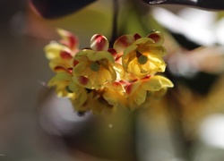 Berberys Thunberga, Żółte, Kwiaty, Krzew