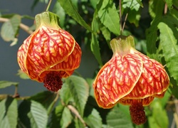 Zaślaz Mieszańcowy, Abutilon, Pomarańczowe, Kwiaty