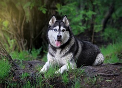 Siberian Husky, Język, Trawa