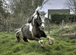 Koń, Galop, Trawa