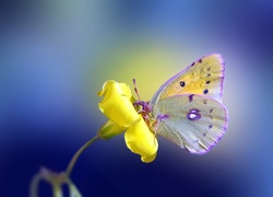 Motyl, Motylek, Żółty, Kwiatek