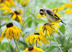 Szczygieł, Rudbekia