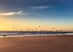 Morze, Plaża, Poranek, Wschód Słońca, Ptaki, Pies