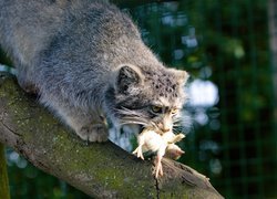 Manul, Zdobycz, Konar