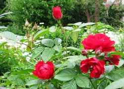 Czerwone, Róże, Ogród