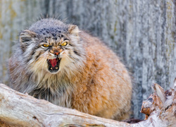 Głodny, Manul