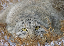 Manul, Oczy