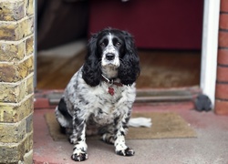 Cocker, Spaniel, Angielski, Fasada, Domu