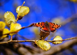 Wierzba, Gałąź, Bazie, Piękny, Motyl