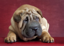 Shar Pei