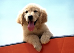 Szczeniak, Golden Retriever