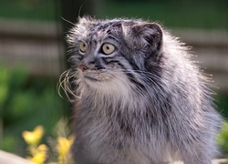 Manul, Oczy