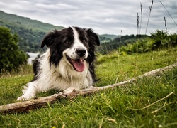 Border Collie, Łąka, Kij