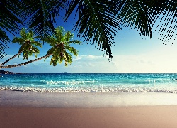 Morze, Plaża, Palmy