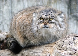 Manul, Skała