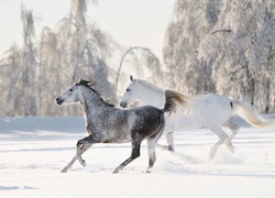 Zima, Las, Śnieg, Konie