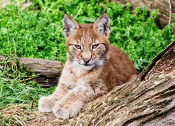 Młody, Ryś, Kłoda, Zieleń