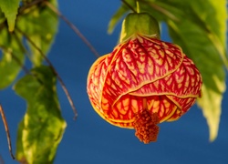 Zaślaz Mieszańcowy, Klonik, Abutilon, Kwiat