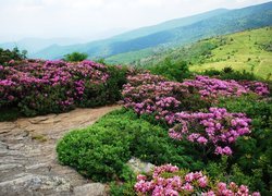 Stany Zjednoczone, Stan Tennessee, Góry Appalachy, Szlak Appalachów, Kwiaty, Różaneczniki