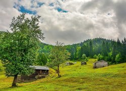 Lato, Las, Wieś, Pola, Domki, Domy, Drzewa