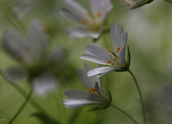 Rogownica, Białe, Kwiaty