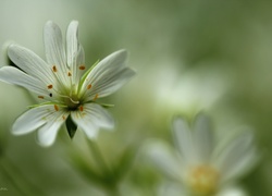 Rogownica, Białe, Kwiaty