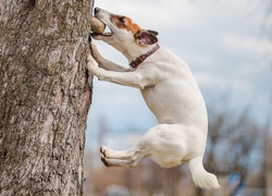 Pies, Jack Russell Terrier, Drzewo, Skok