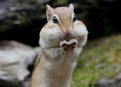 Chipmunk, Łapki