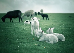 Łąka, Barany, Owce
