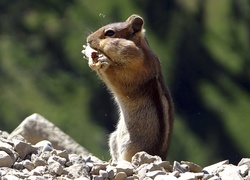 Wiewiórka, Chipmunk, Kamienie