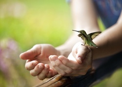 Koliber, Ręce