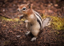 Wiewiórka, Chipmunk, Łapki