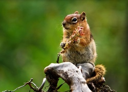 Wiewiórka, Chipmunk, Konar