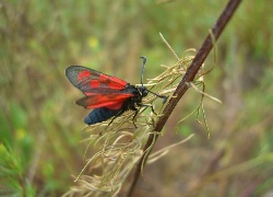 Kraśnik, Ćma, Sześcioplamek, Źdźbło, Trawy