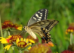 Owady, Motyl, Kwiaty, Paź królowej