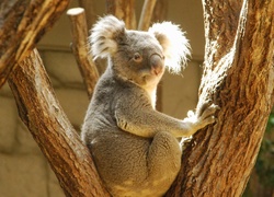 Koala, Drzewo