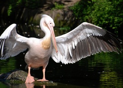 Pelikan, Skrzydła