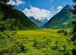 Góry, Lasy, Tyrol, Austria