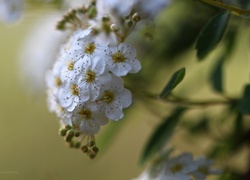 Tawuła Van Houttea, Krzew, Białe, Kwiaty