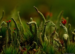 Cladonia, Porost, Zieleń, Makro