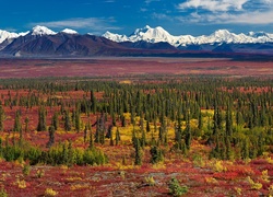 Góry, Równina, Świerki, Alaska